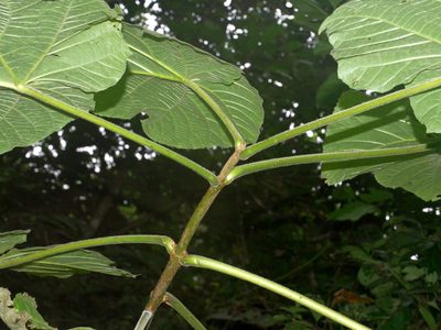 Paulownia fortunei, photographed by Jacy Chen