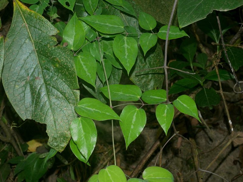 Clematis uncinata, photographed by Jacy Chen