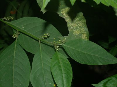 Deeringia polysperma, photographed by Jacy Chen