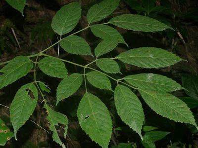 Leea guineensis, photographed by Jacy Chen