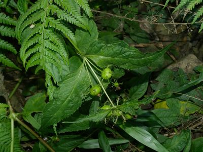 Cyclocodon axillaris, photographed by Jacy Chen