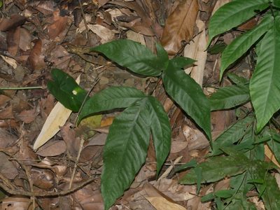 Tectaria polymorpha, photographed by Jacy Chen