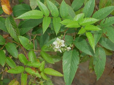 Rubus fraxinifolius, photographed by Jacy Chen