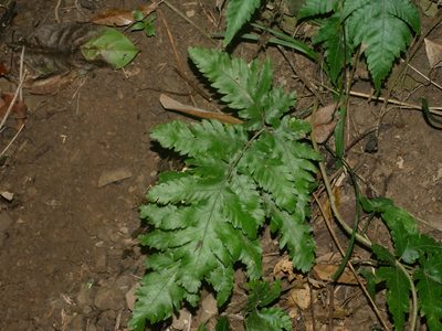 Tectaria fuscipes, photographed by Jacy Chen