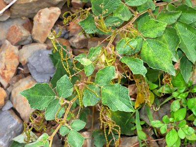 Puhuaea sequax, photographed by Jacy Chen