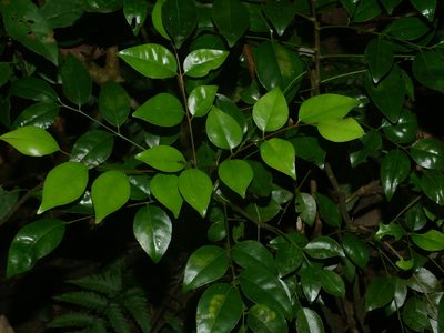 Bergera euchrestifolia, photographed by Jacy Chen