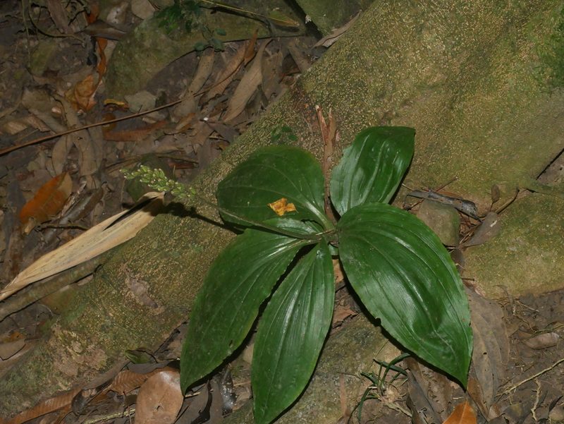 Dienia ophrydis, photographed by Jacy Chen