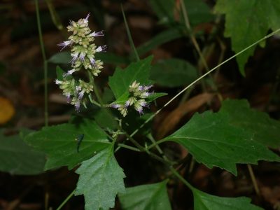 Pogostemon formosanus, photographed by Jacy Chen