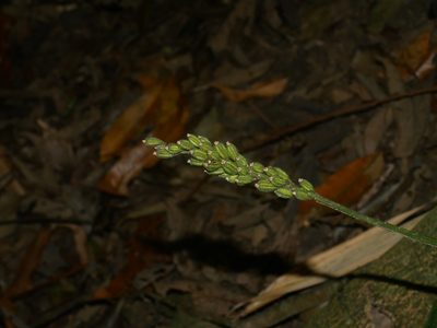 Dienia ophrydis, photographed by Jacy Chen