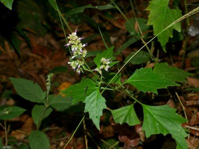 Pogostemon formosanus, photographed by Jacy Chen