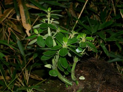 Peperomia japonica, photographed by Jacy Chen