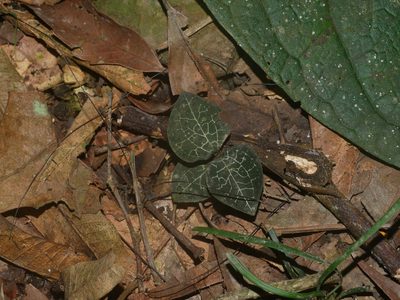 Anoectochilus formosanus, photographed by Jacy Chen