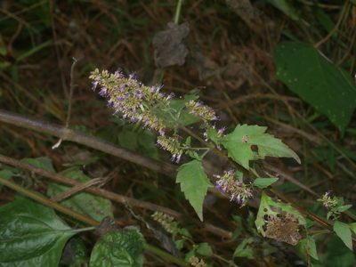 Pogostemon formosanus, photographed by Jacy Chen