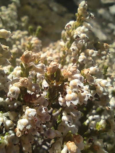 Erica pseudocalycina, photographed by Seth Musker