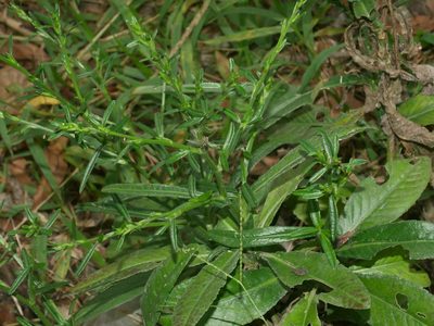 Pseudelephantopus spicatus, photographed by Jacy Chen