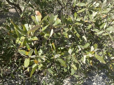 Quercus havardii, photographed by CK2AZ