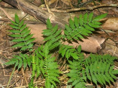 Pteris longipes, photographed by Jacy Chen