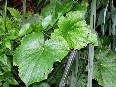 Piper umbellatum, photographed by Jacy Chen