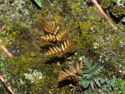 Aleuritopteris nitidula, photographed by Jacy Chen