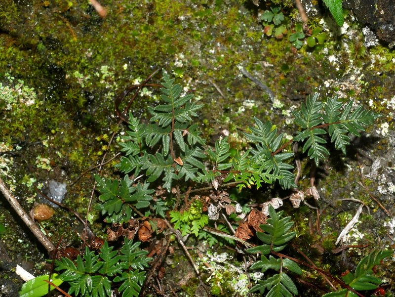 Aleuritopteris nitidula, photographed by Jacy Chen