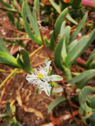 Trichopetalum plumosum, photographed by Aira Francisca Faúndez Fallau