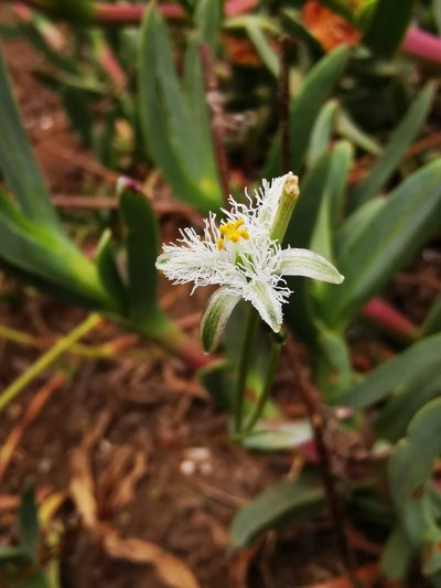 Trichopetalum plumosum, photographed by Aira Francisca Faúndez Fallau
