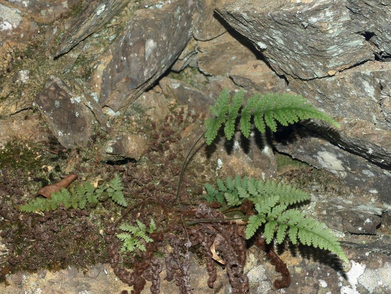 Sitobolium hirsutum, photographed by Jacy Chen