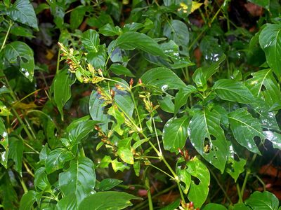 Hypoestes purpurea, photographed by Jacy Chen