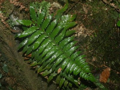 Polystichum prionolepis, photographed by Jacy Chen