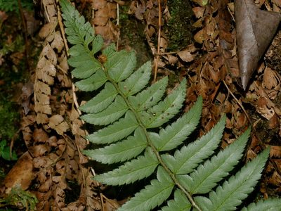 Polystichum prionolepis, photographed by Jacy Chen