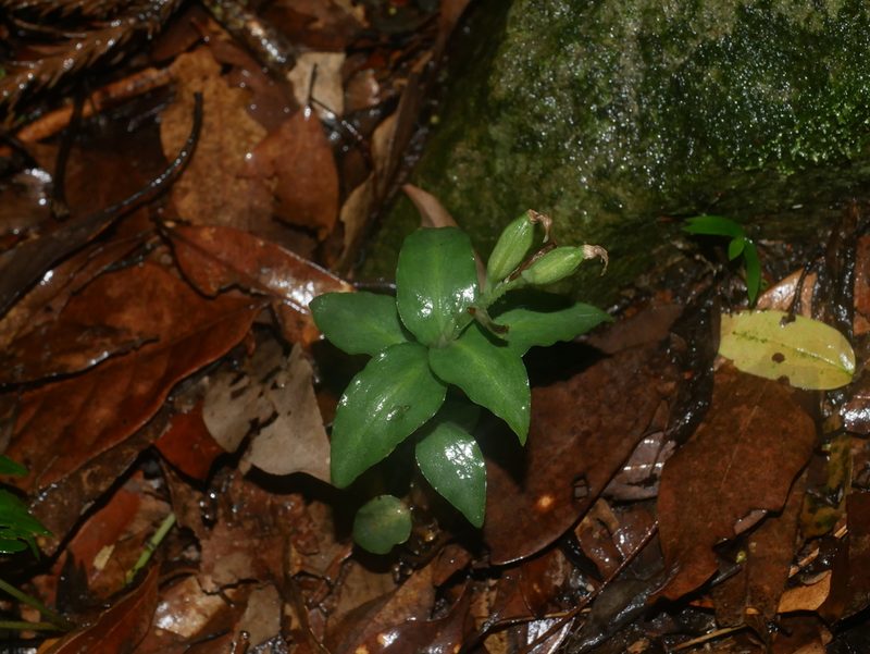 Cheirostylis octodactyla, photographed by Jacy Chen