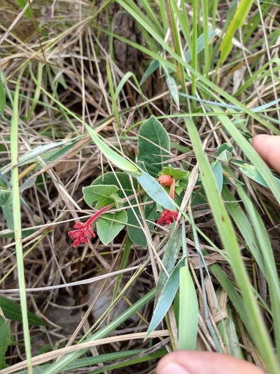 Palicourea officinalis, photographed by Leonardo Bergamini