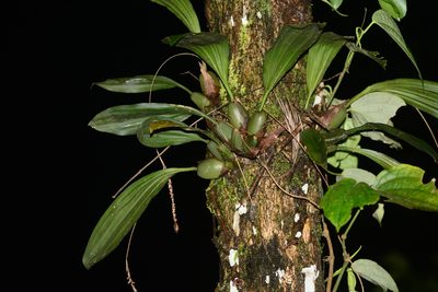 Coelogyne imbricata