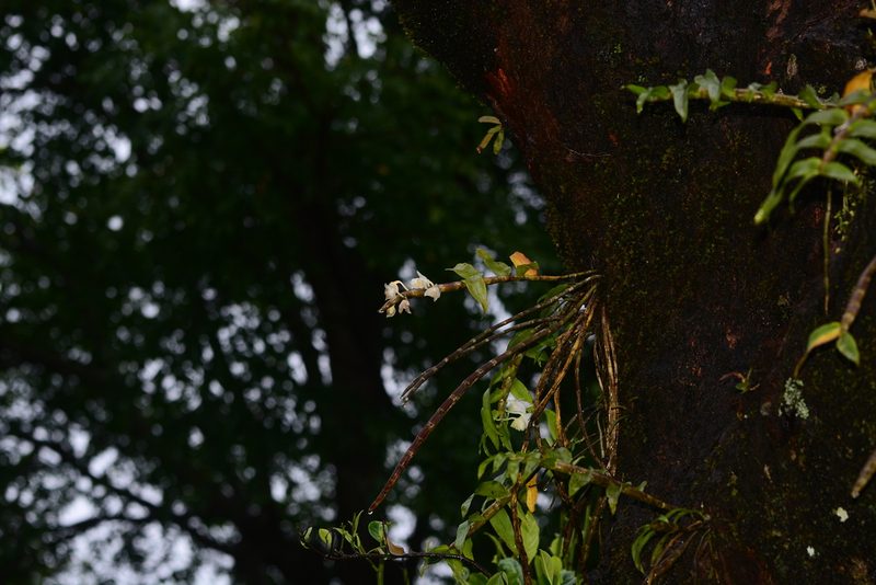 Dendrobium aqueum, photographed by S.MORE