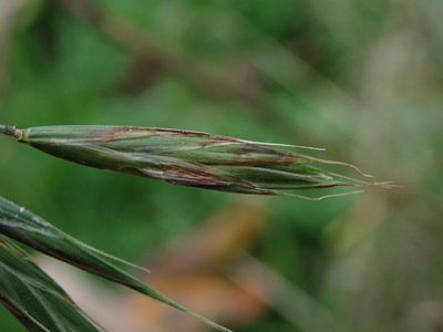 Bromus carinatus, photographed by Daniel Cahen