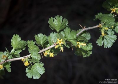 Ribes lasianthum, photographed by Tim Messick