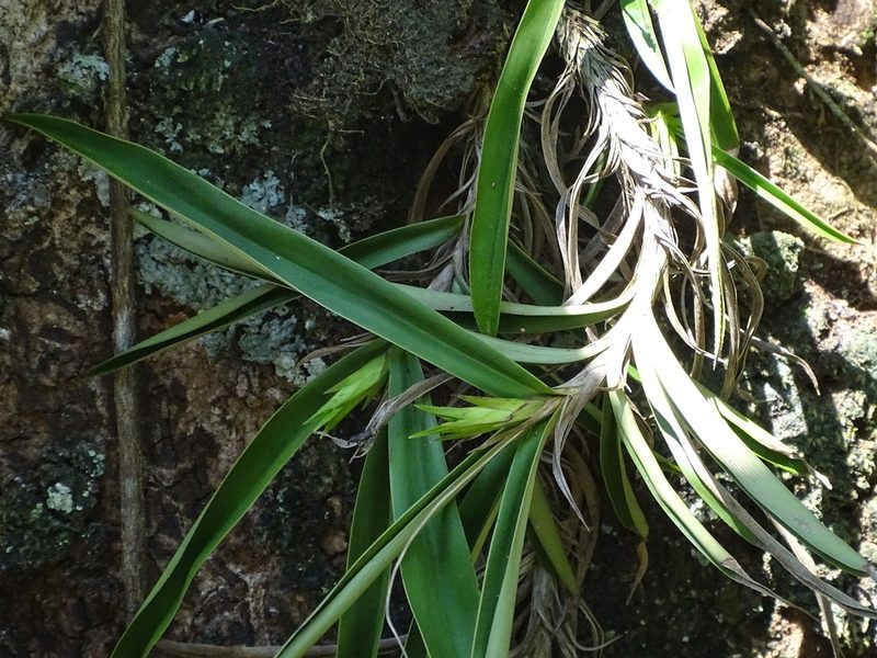 Xerophyta elegans, photographed by Shaun Swanepoel
