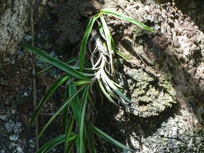 Xerophyta elegans, photographed by Shaun Swanepoel