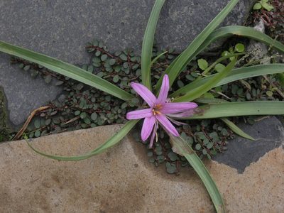 Colchicum schimperianum, photographed by Oleg Kosterin