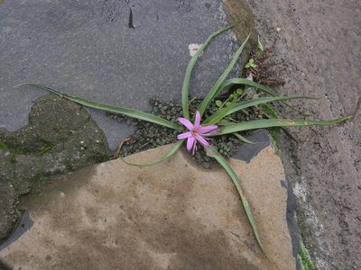 Colchicum schimperianum, photographed by Oleg Kosterin