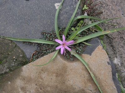 Colchicum schimperianum, photographed by Oleg Kosterin