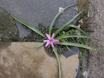 Colchicum schimperianum, photographed by Oleg Kosterin