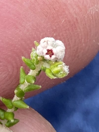 Phylica humilis, photographed by Dave U