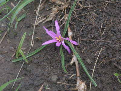 Colchicum schimperianum, photographed by Oleg Kosterin