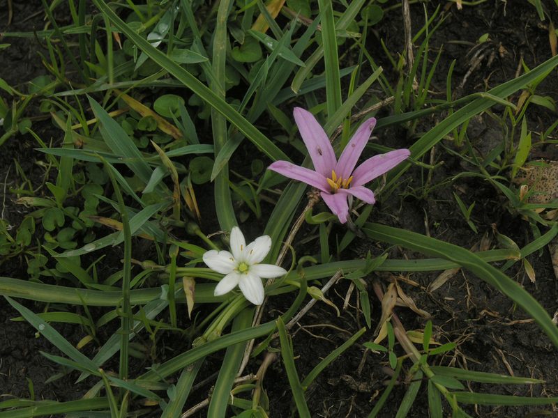 Colchicum schimperianum, photographed by Oleg Kosterin