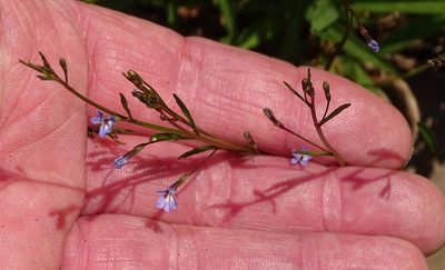 Wimmerella arabidea, photographed by Shaun Swanepoel