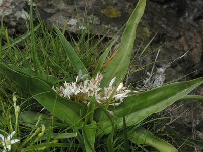 Chlorophytum tetraphyllum, photographed by Oleg Kosterin