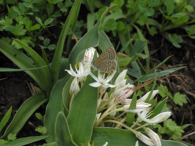 Chlorophytum tetraphyllum, photographed by Oleg Kosterin