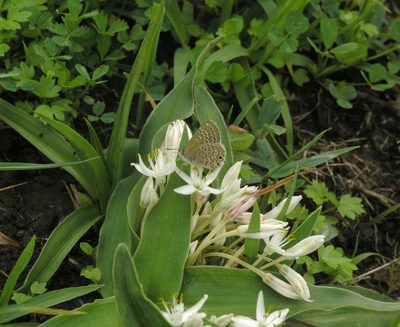 Chlorophytum tetraphyllum, photographed by Oleg Kosterin