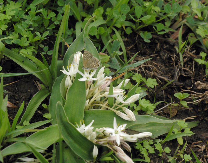 Chlorophytum tetraphyllum, photographed by Oleg Kosterin